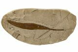 Eocene Fossil Leaf (Ficus) - Tennessee #189599-1